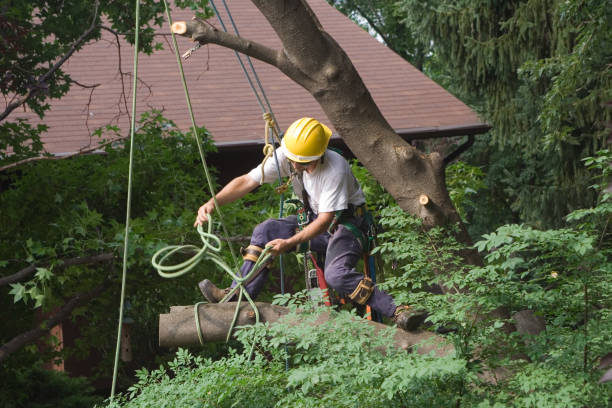 How Our Tree Care Process Works  in  Stormstown, PA